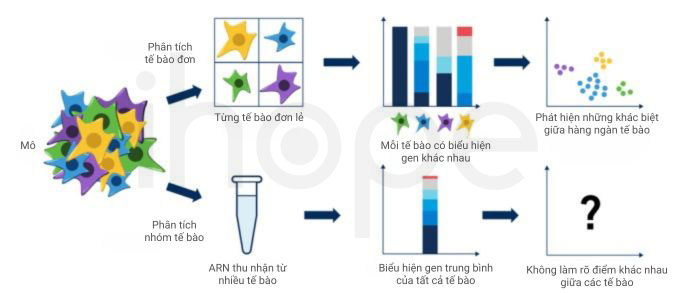 So sánh giải trình tự tế bào đơn và nhóm