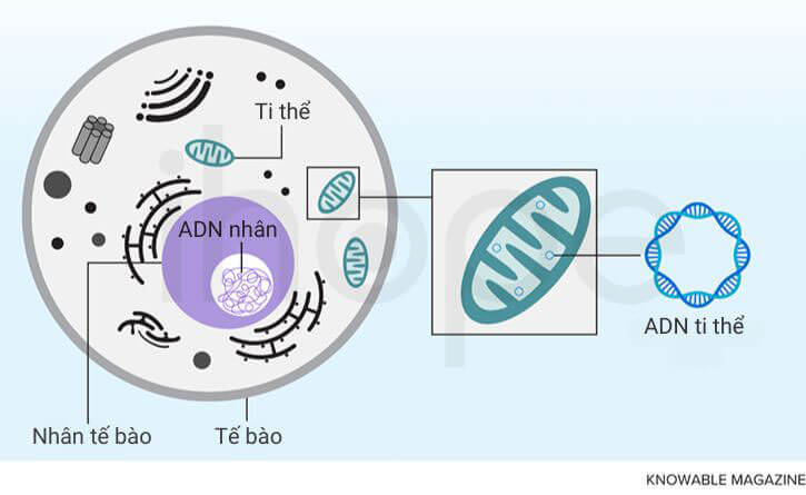 Ti thể và adn ti thể