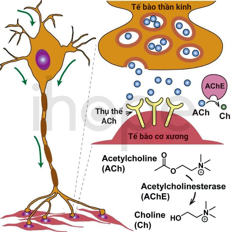 Truyền tín hiệu acetycholine