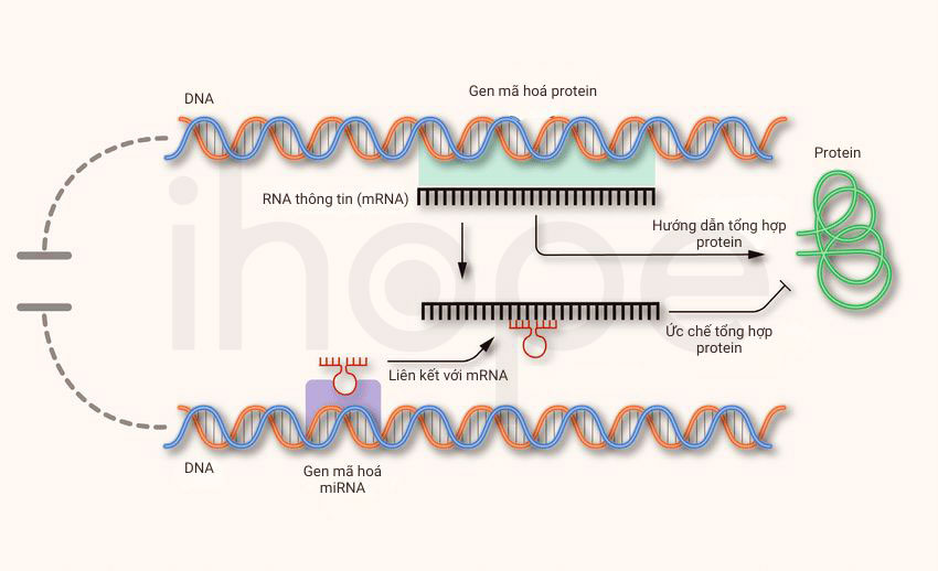 Mirna ức chế tổng hợp protein