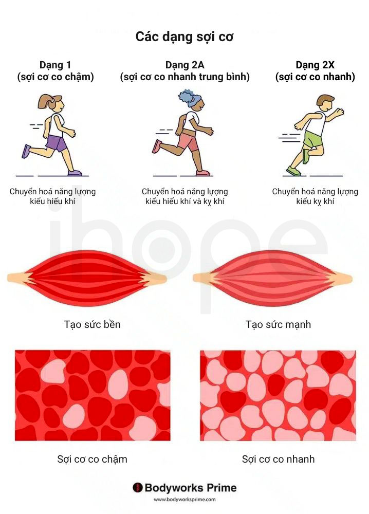 Các dạng sợi cơ