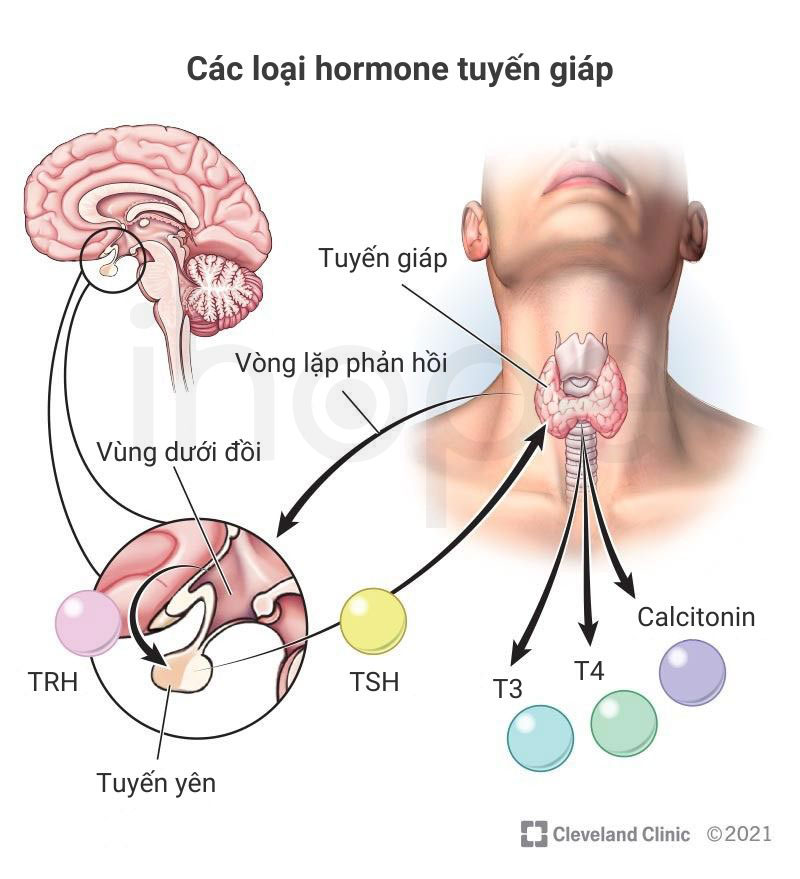 Các loại hormone tuyến giáp