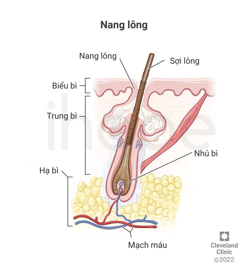 Cấu trúc nang lông