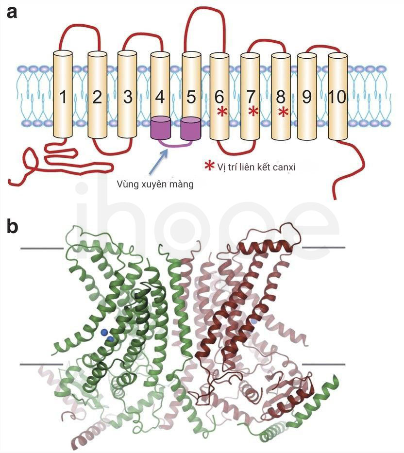 Cấu trúc protein anoctamin