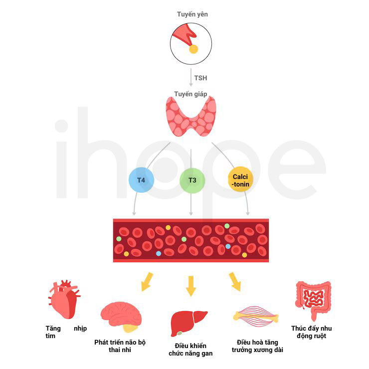 Hoạt động hormone tuyến giáp