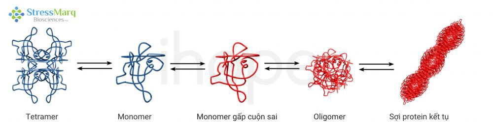 Protein ttr gấp cuộn sai