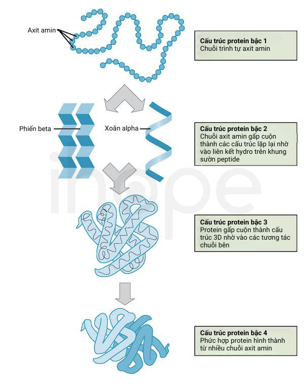 Quá trình gấp cuộn protein