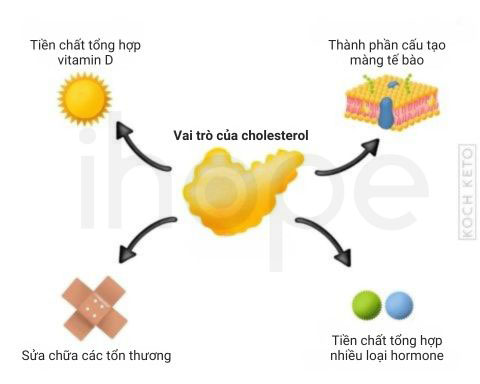 Vai trò của cholesterol