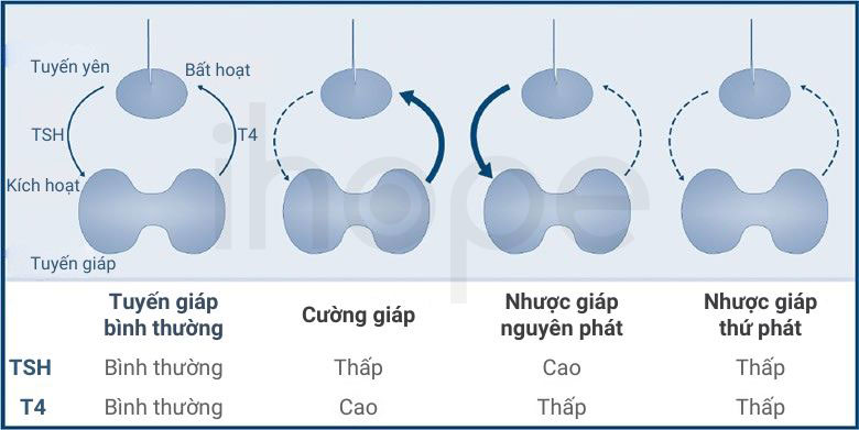 Xét nghiệm hormone tuyến yên