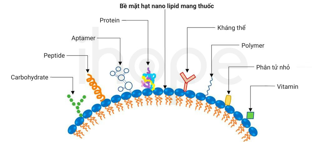 Một số nhóm chất gắn trên bề mặt hạt nano lipid mang thuốc