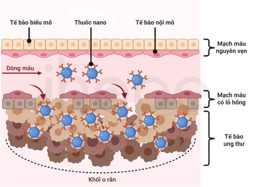 Hiệu ứng EPR tại vị trí mô khối u
