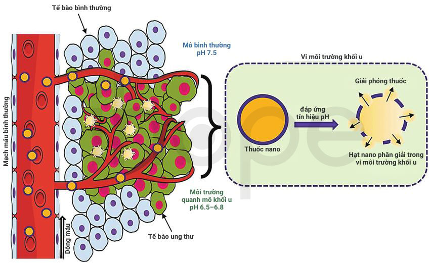 Thuốc nano trong vi môi trường khối u