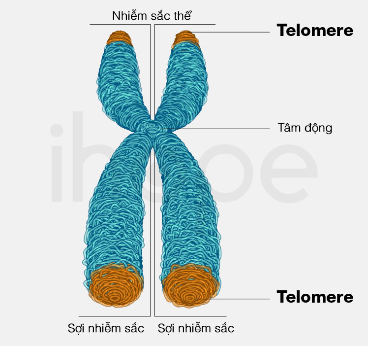 Telomere