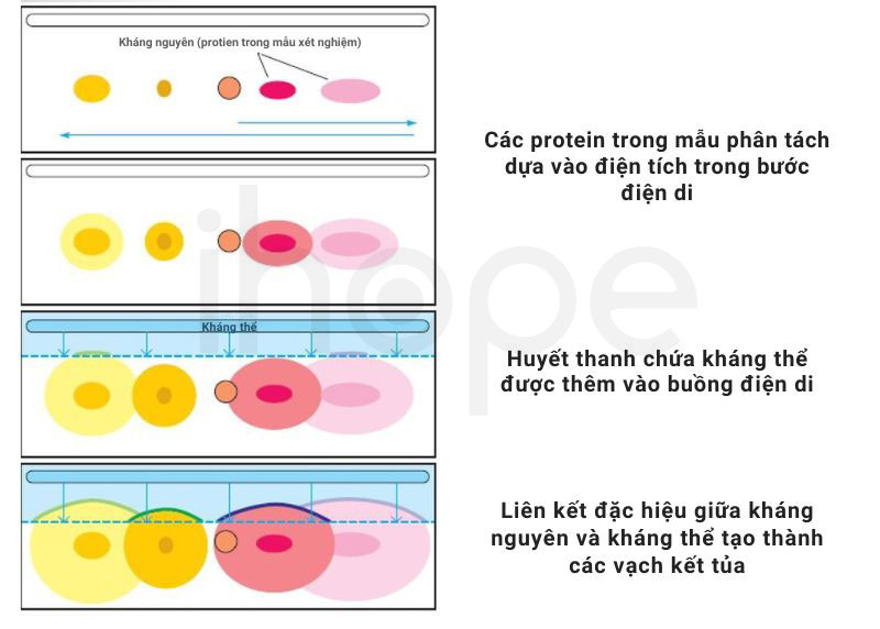 Co dinh mien dich