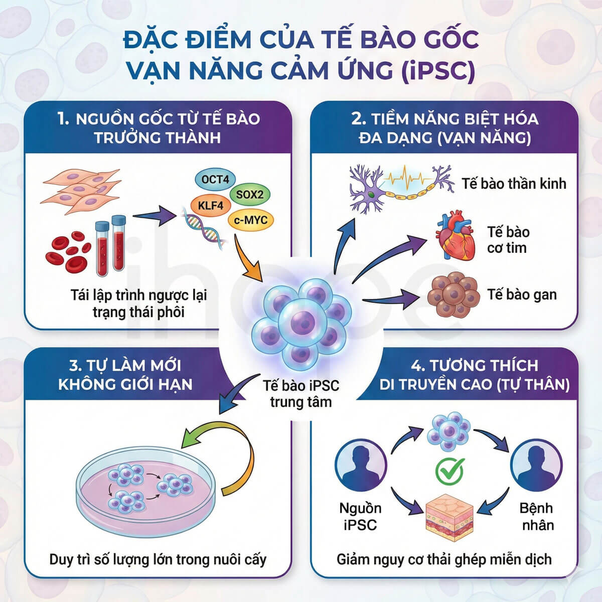 Đặc điểm của iPSC
