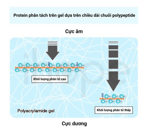 Nguyen li dien di protein