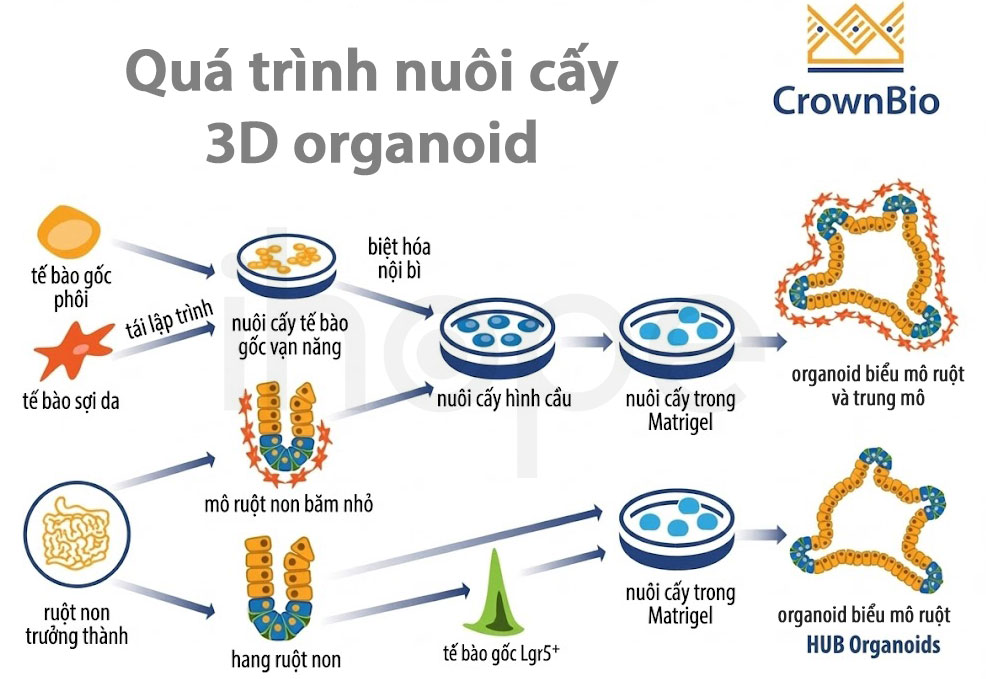 Quá trình sản xuất organoid