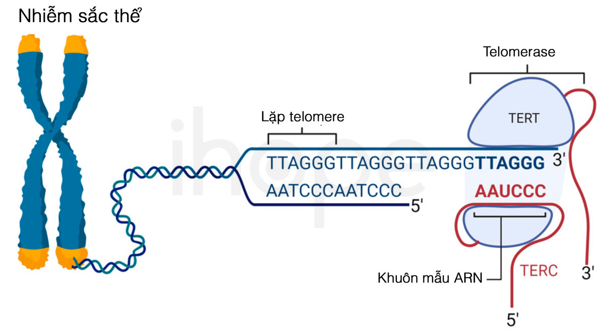 Cơ chế hoạt động của telomerase