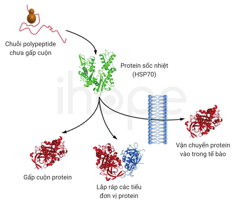 Protein so nhiet