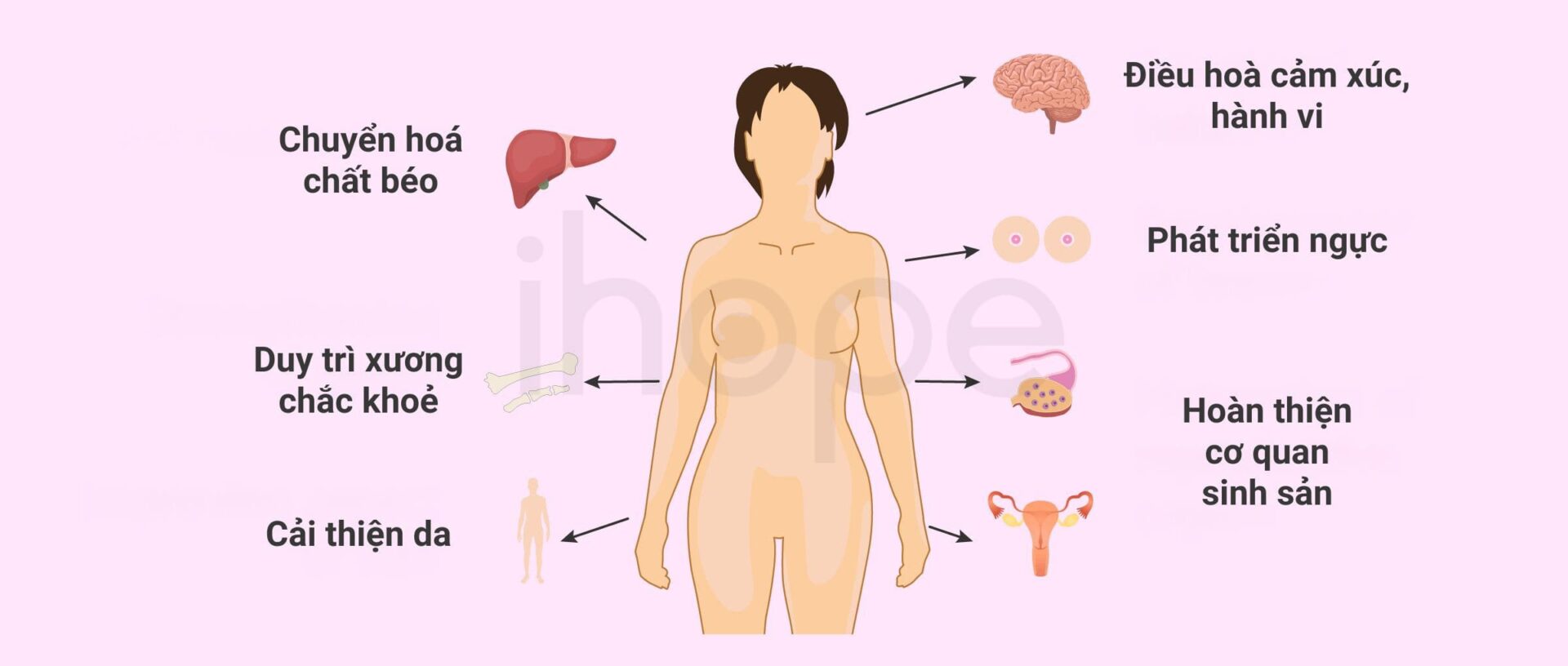 Vai Trò Của Estrogen