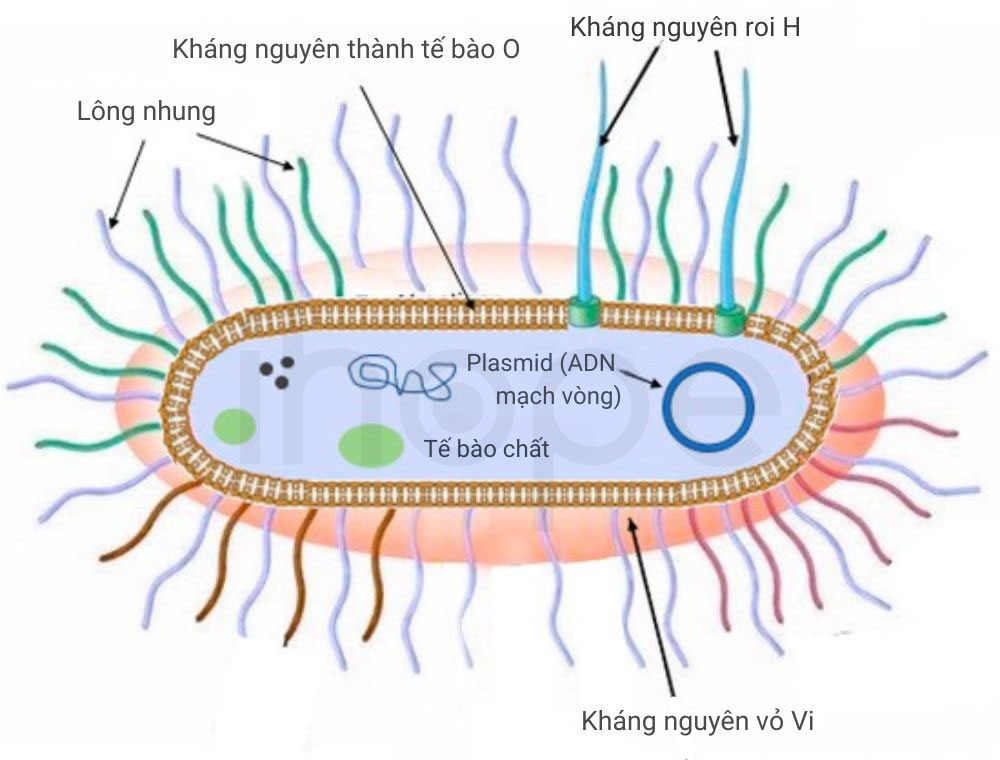 Cau tao Salmonella Typhi