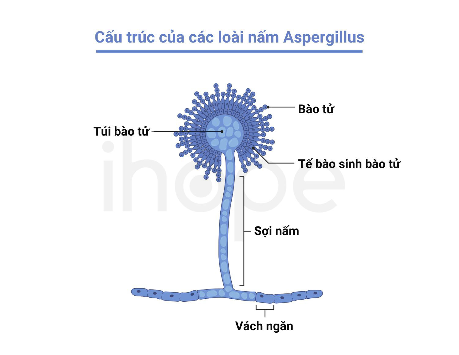 Cau truc cua loai nam Aspergillus