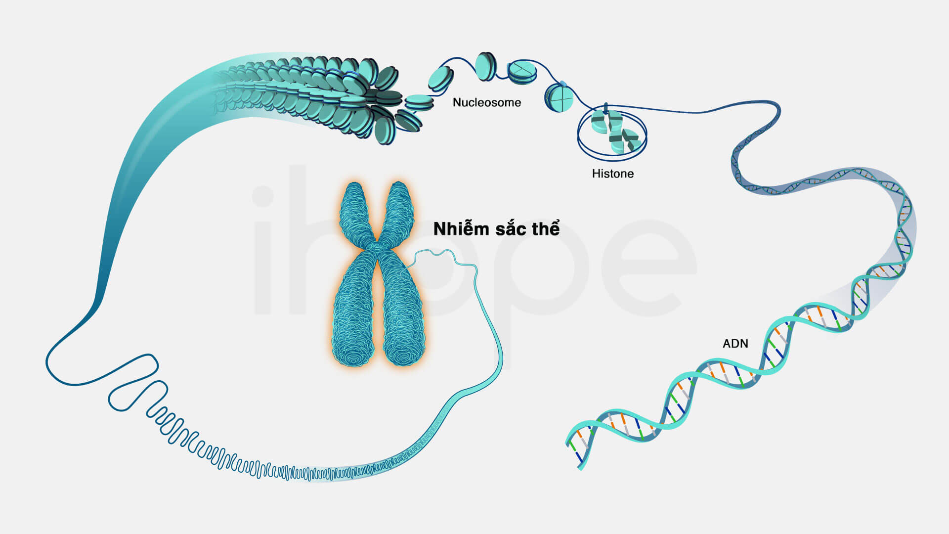 Cấu trúc nhiễm sắc thể