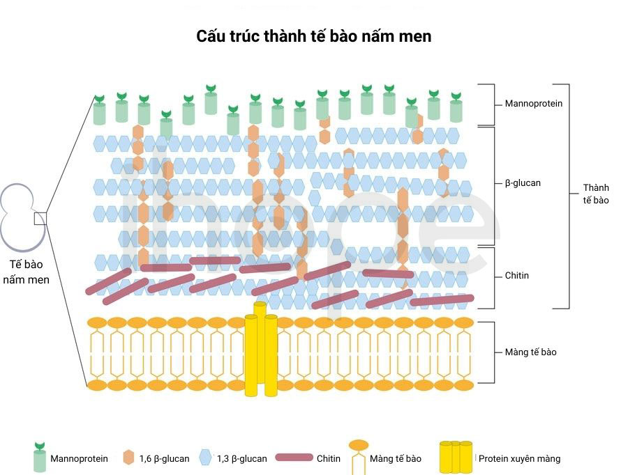 Cau truc thanh te bao nam men