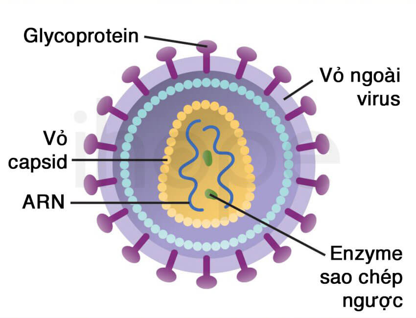 Cấu trúc của HIV