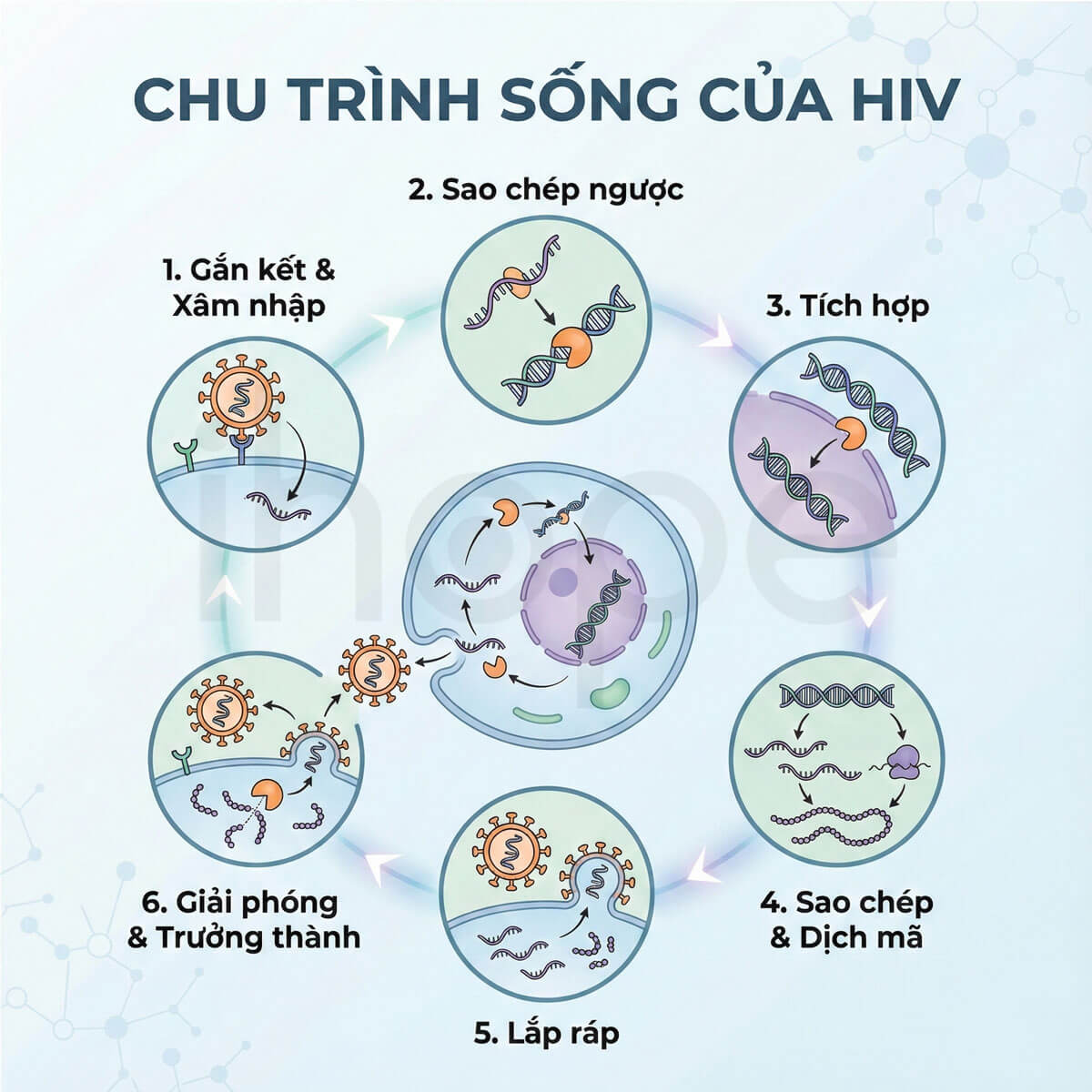 Chu trình sống của HIV