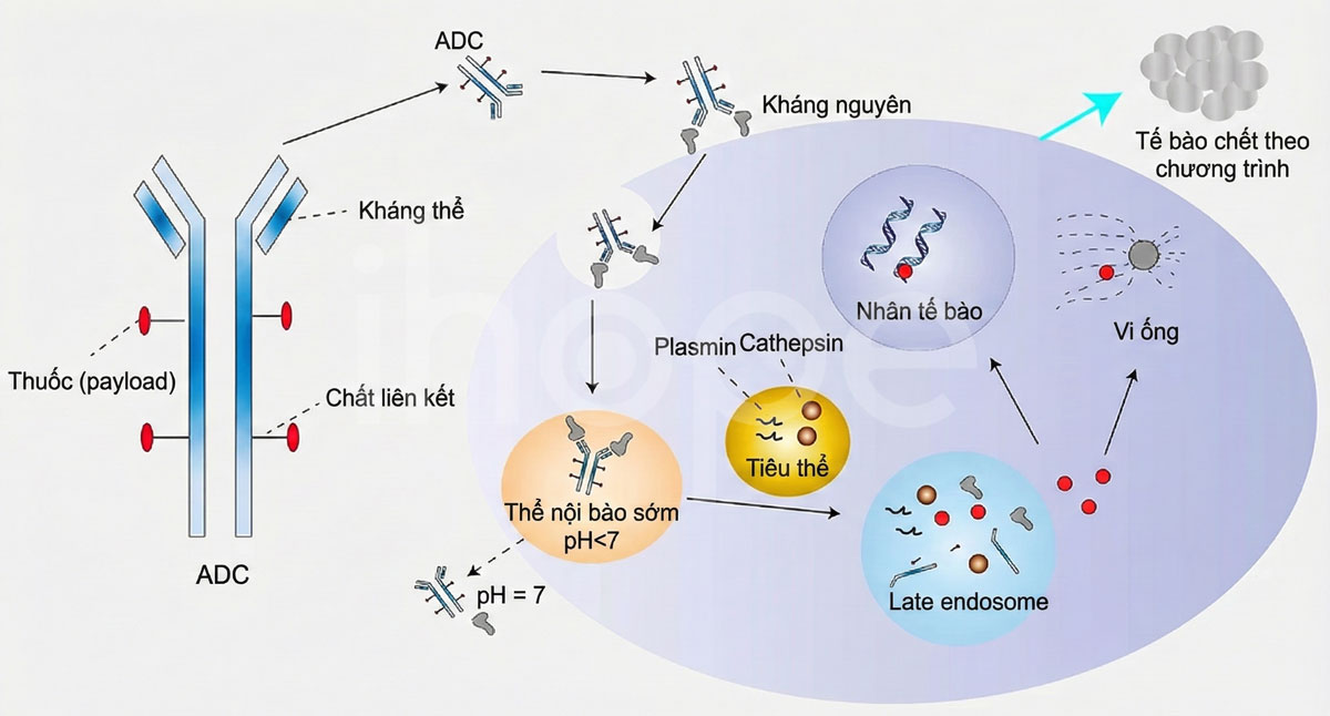 Cơ chế hoạt động của immunoconjugate