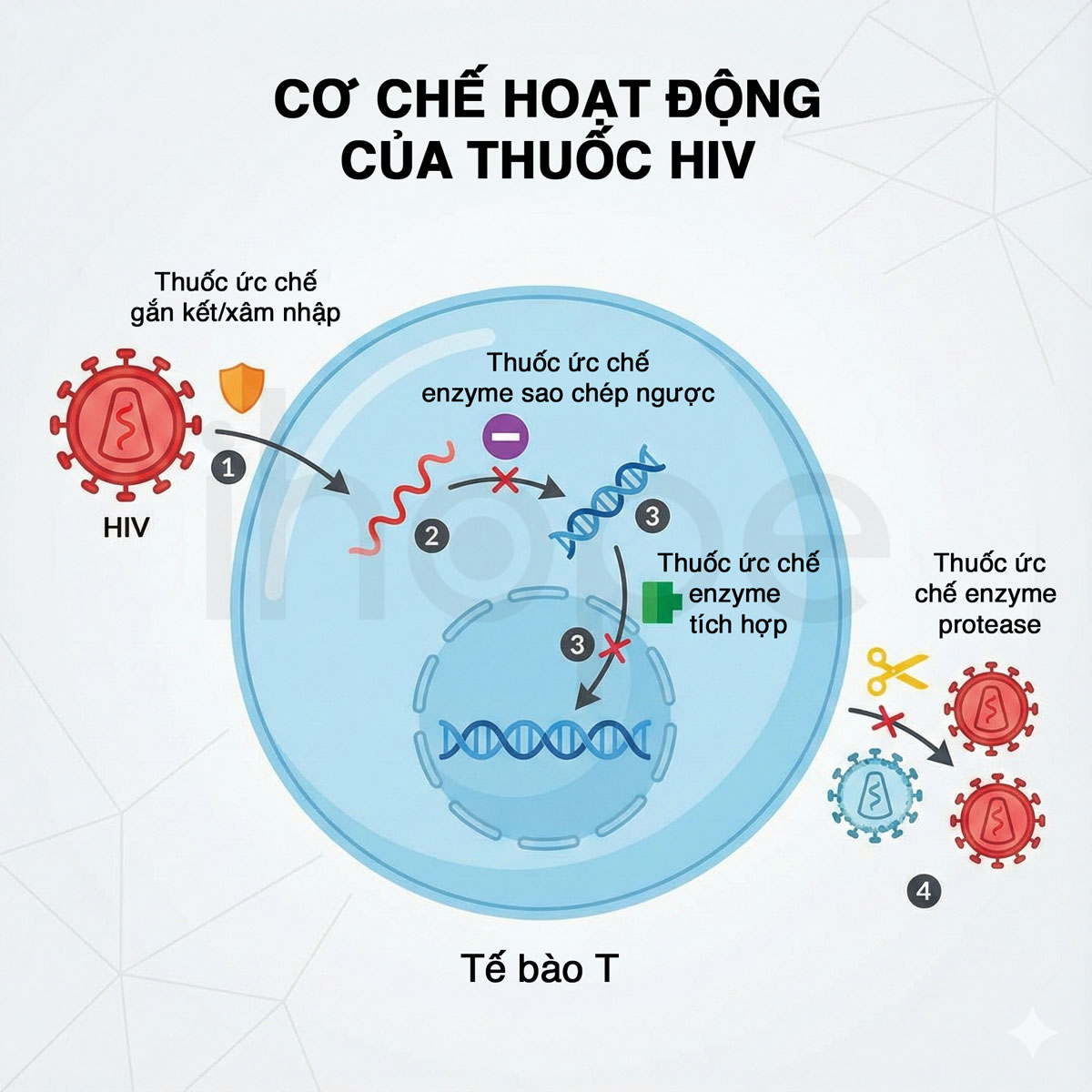 Cơ chế hoạt động của thuốc điều trị HIV