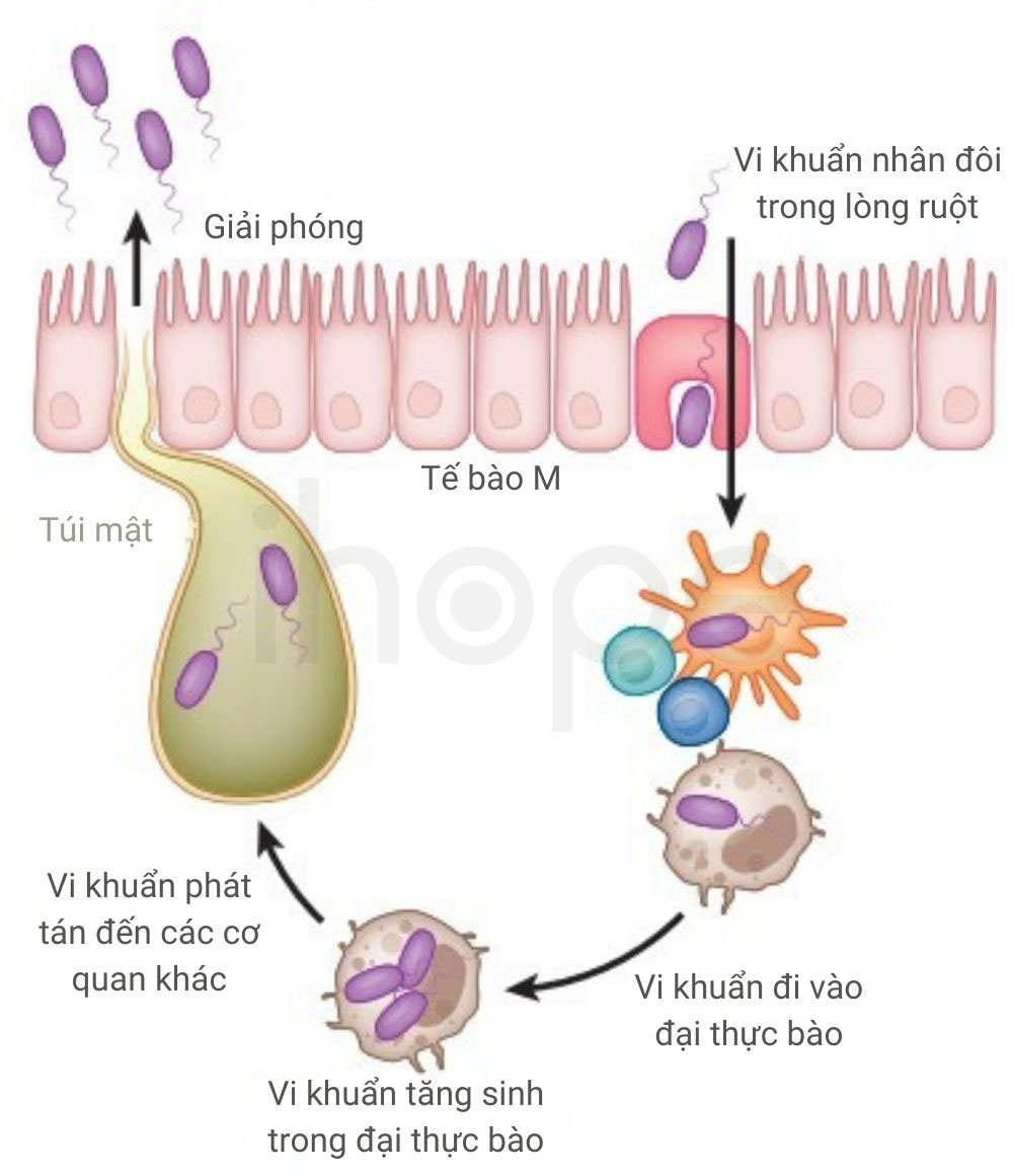 Con duong xam nhiem va lay lan cua Salmonella Typhi