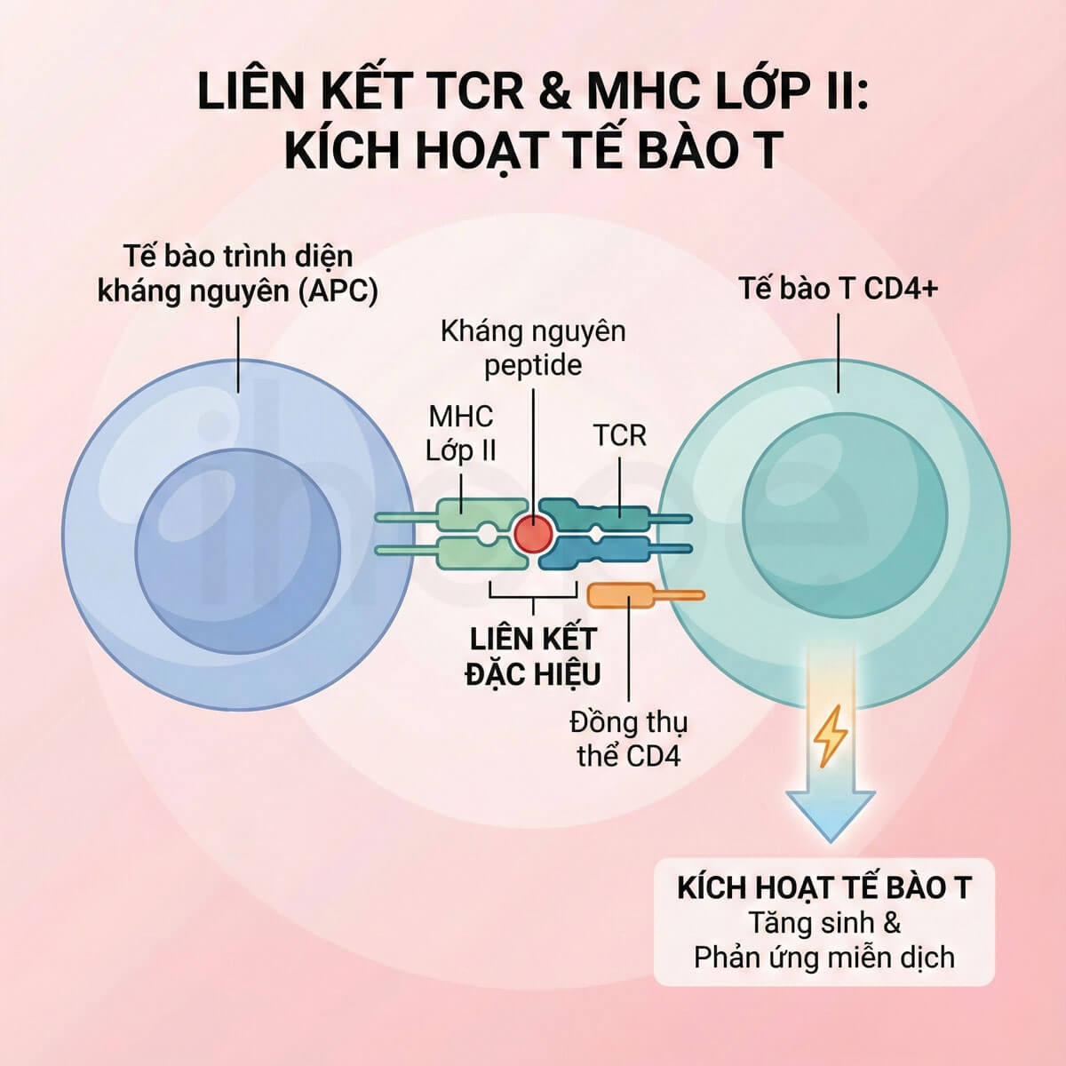 Liên kết giữa TCR và MHC lớp II kích hoạt tế bào T