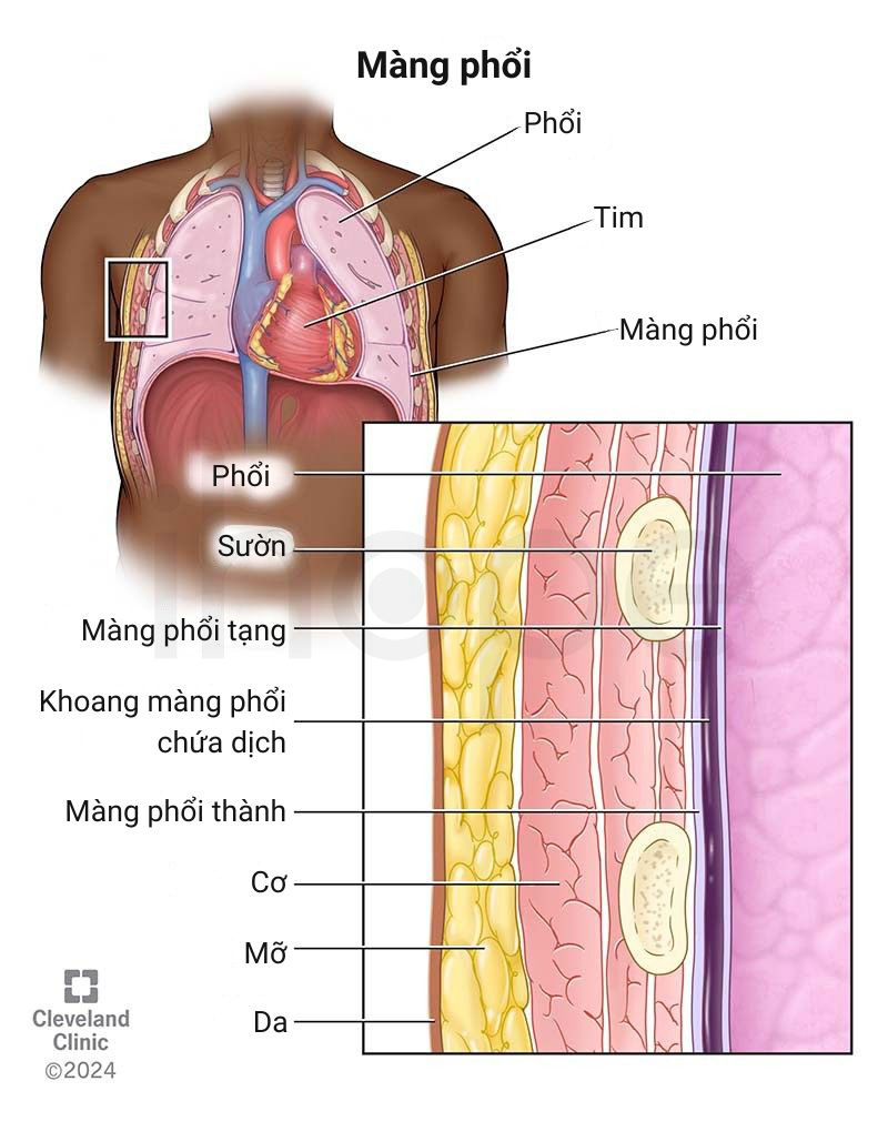 Mang phoi