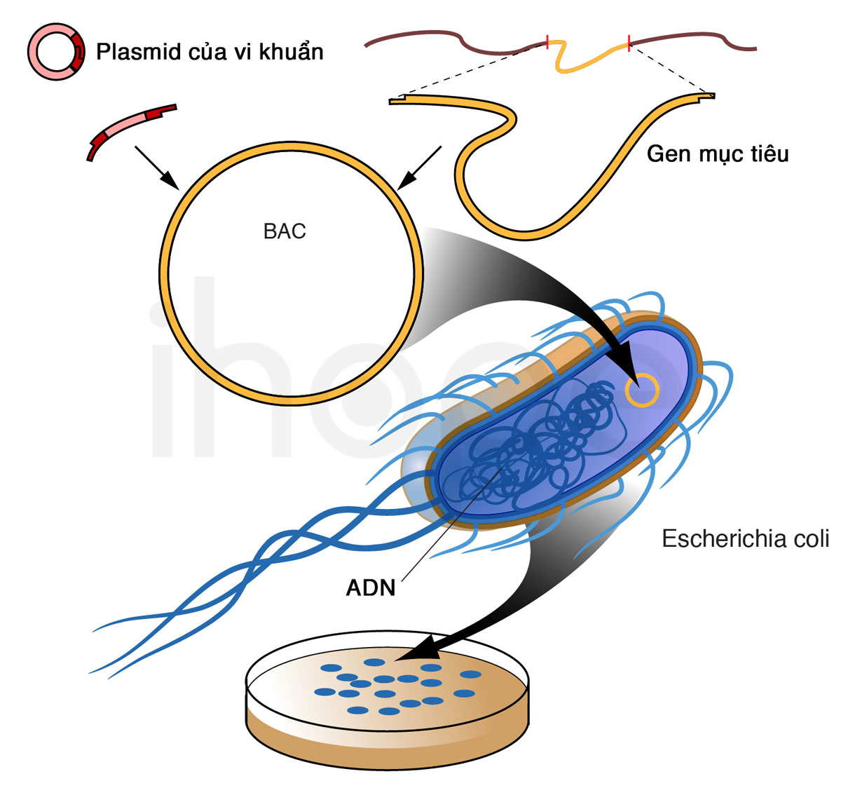 Nhiễm sắc thể nhân tạo của vi khuẩn (BAC)