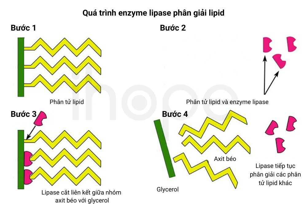Qua trinh enzyme lipase phan giai lipid