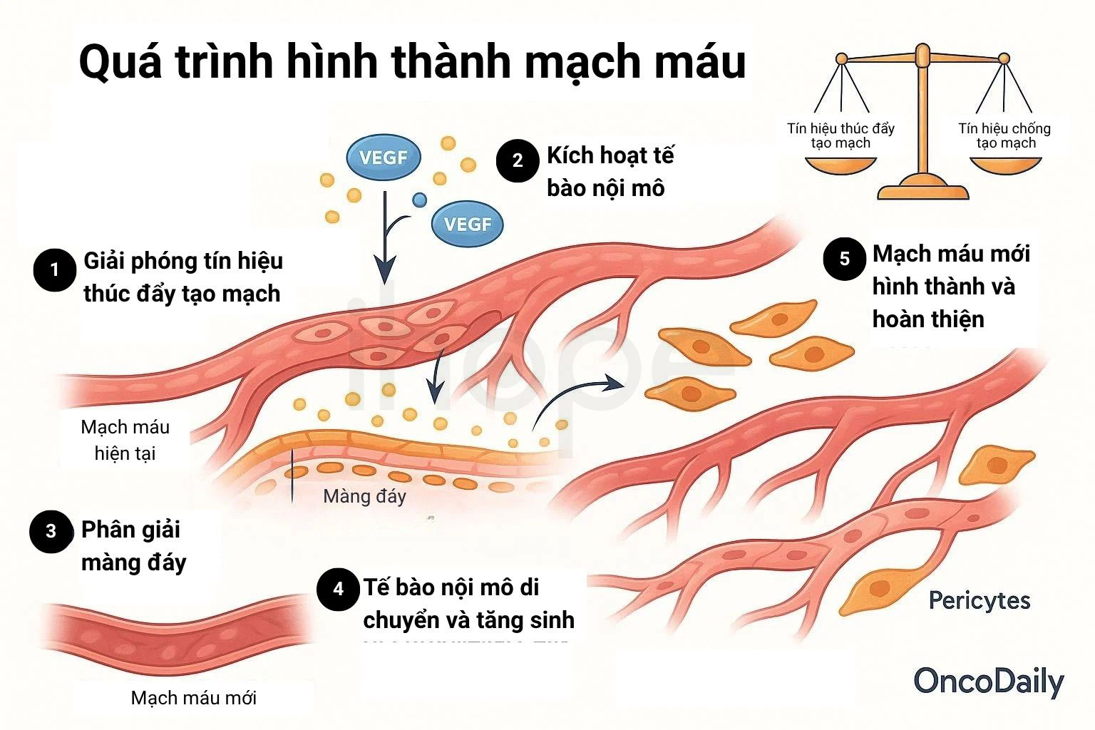 Qua trinh hinh thanh mach mau