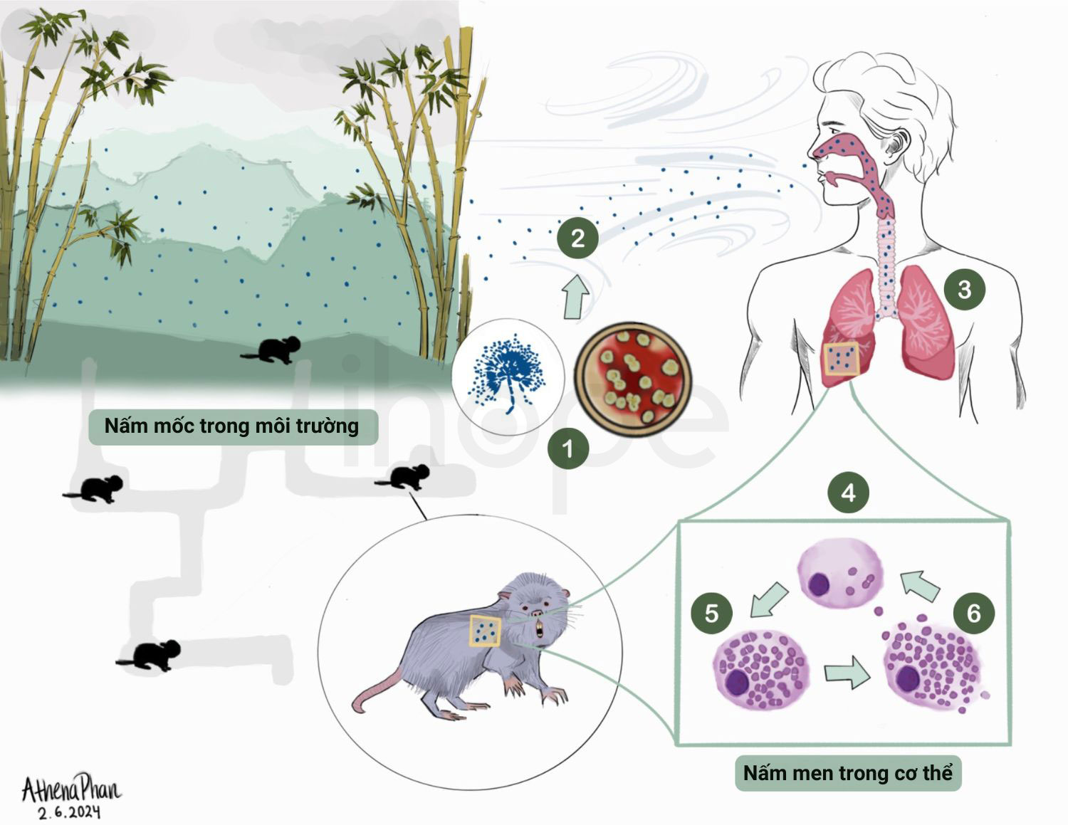 Qua trinh nam Talaromyces marneffei xam nhiem