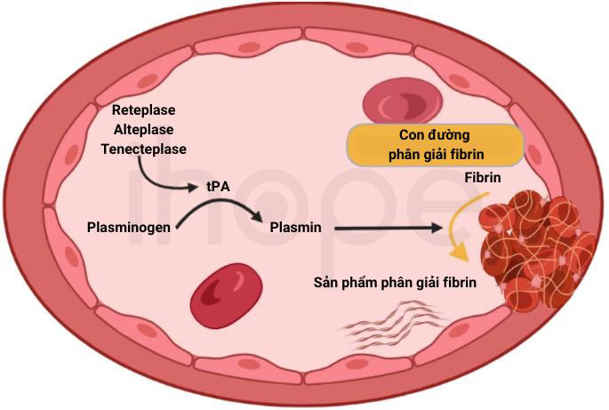 Quá trình phân giải fibrin
