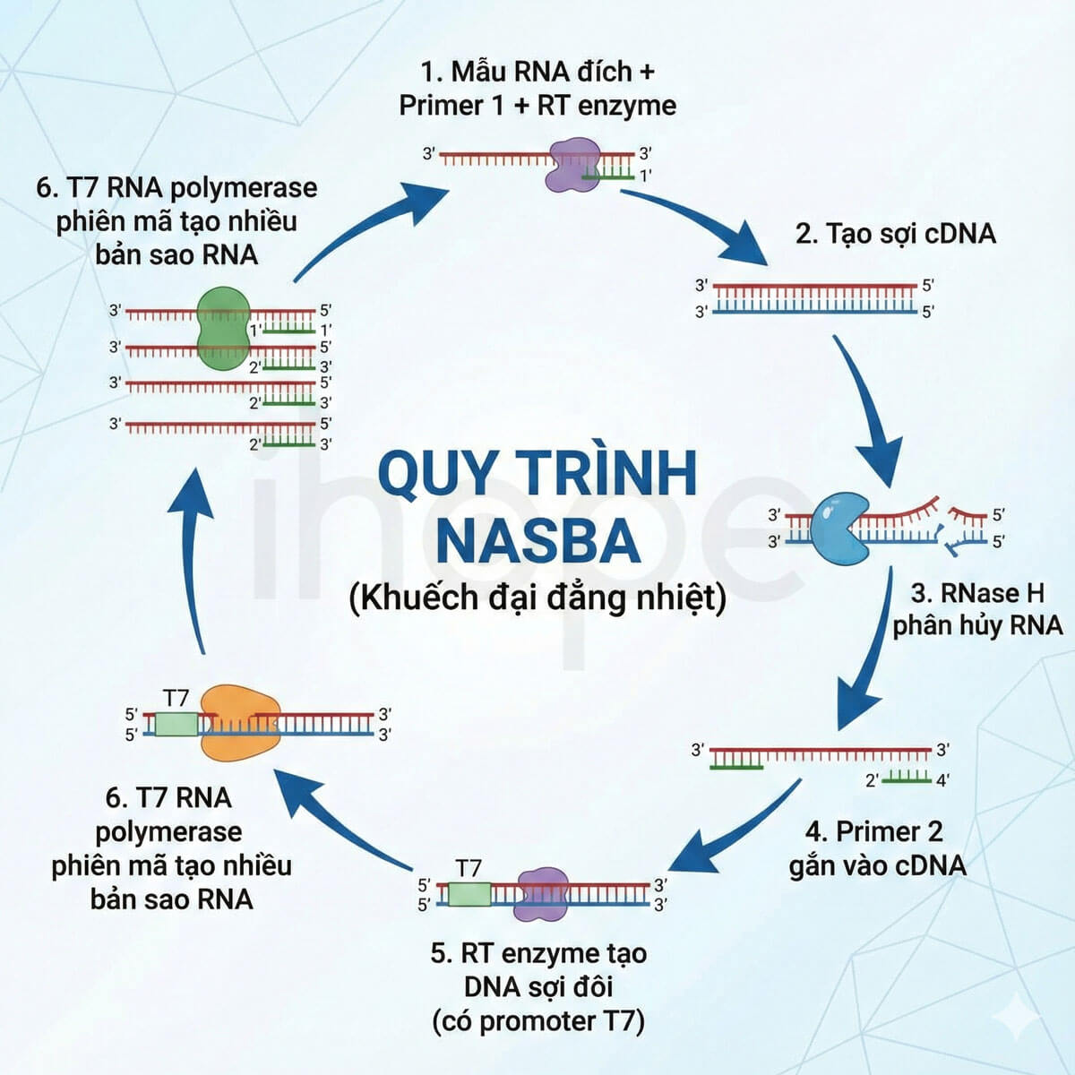 Qui trình NASBA
