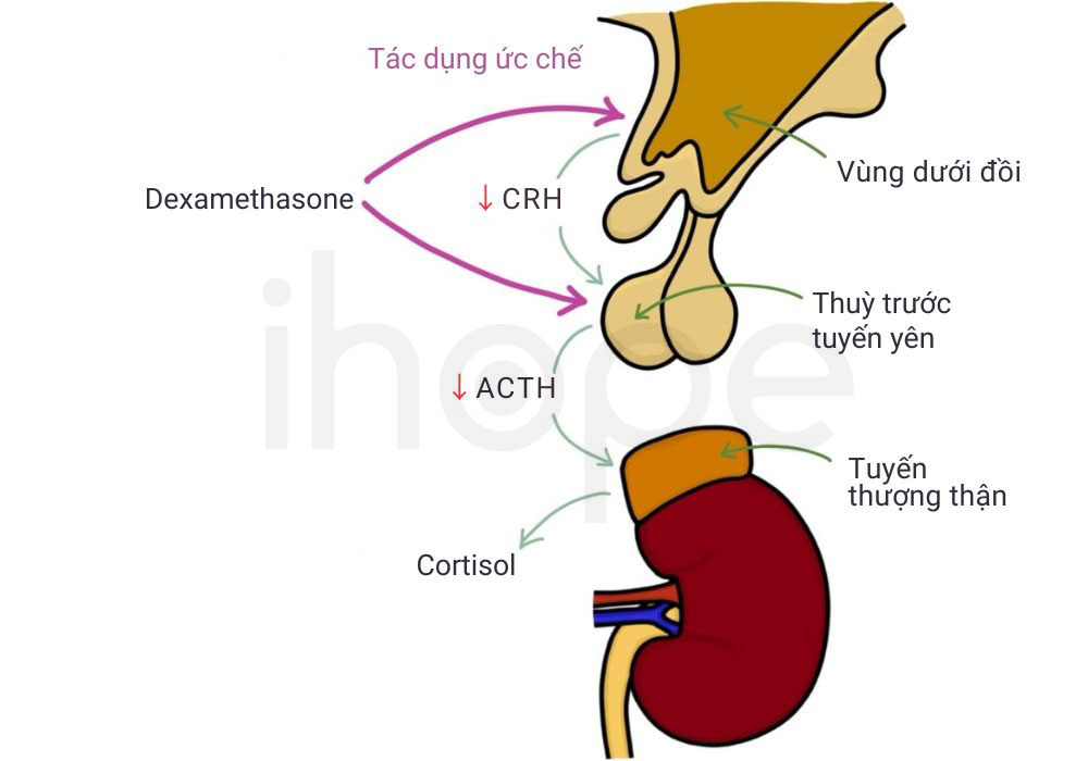 Thuoc dexamethasone