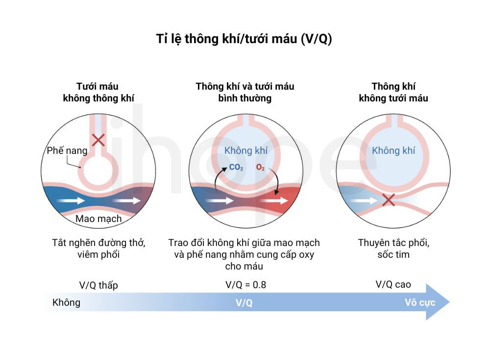 Ti le thong khi tuoi mau