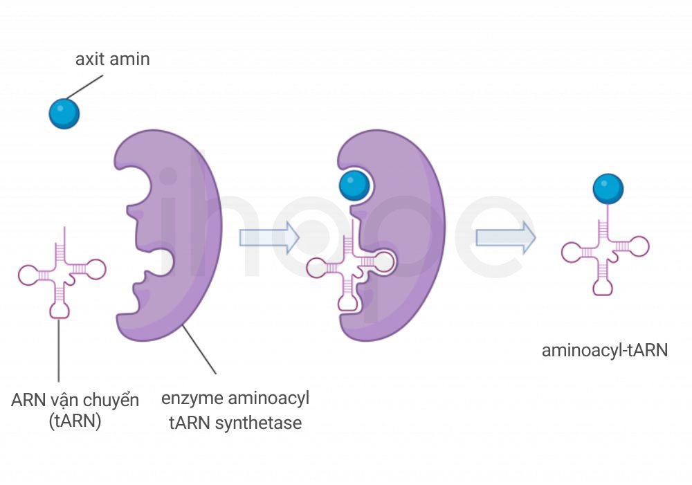 Aminoacyl tARN