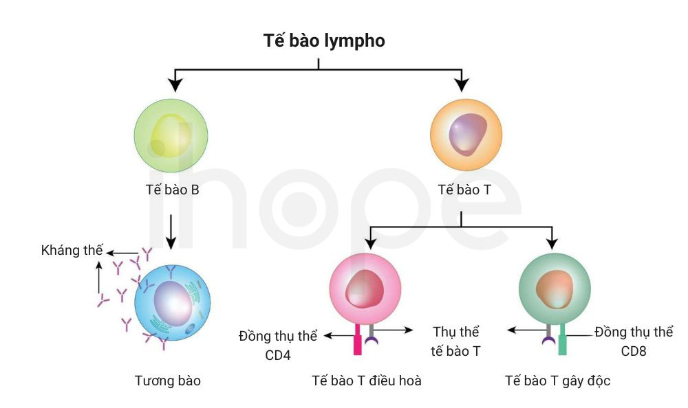 Cac loai te bao lympho