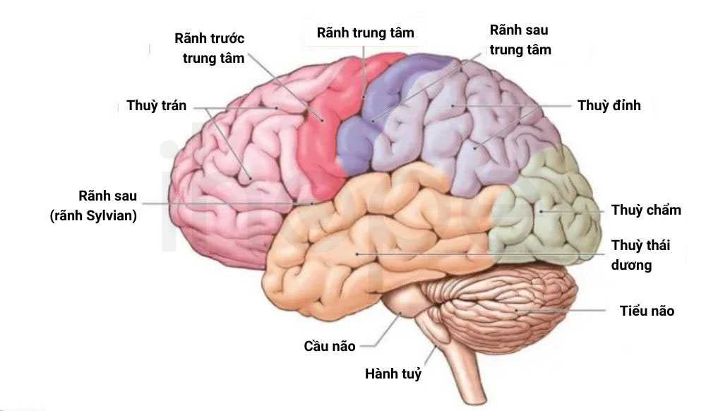 Cau truc cac thuy hoi ranh nao