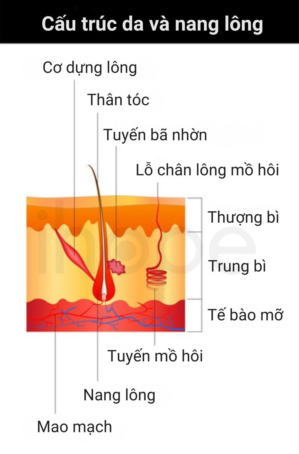 Cau truc da va nang long