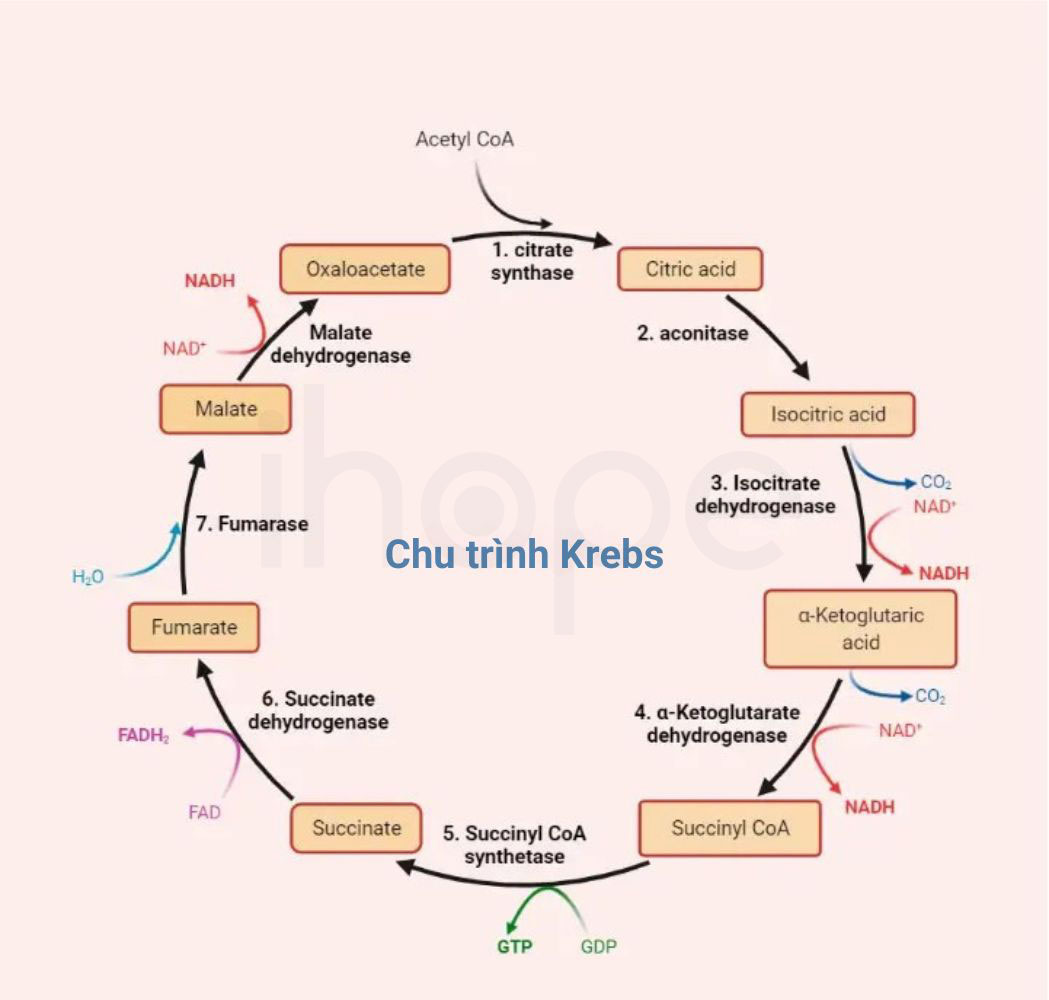Chu trinh Krebs