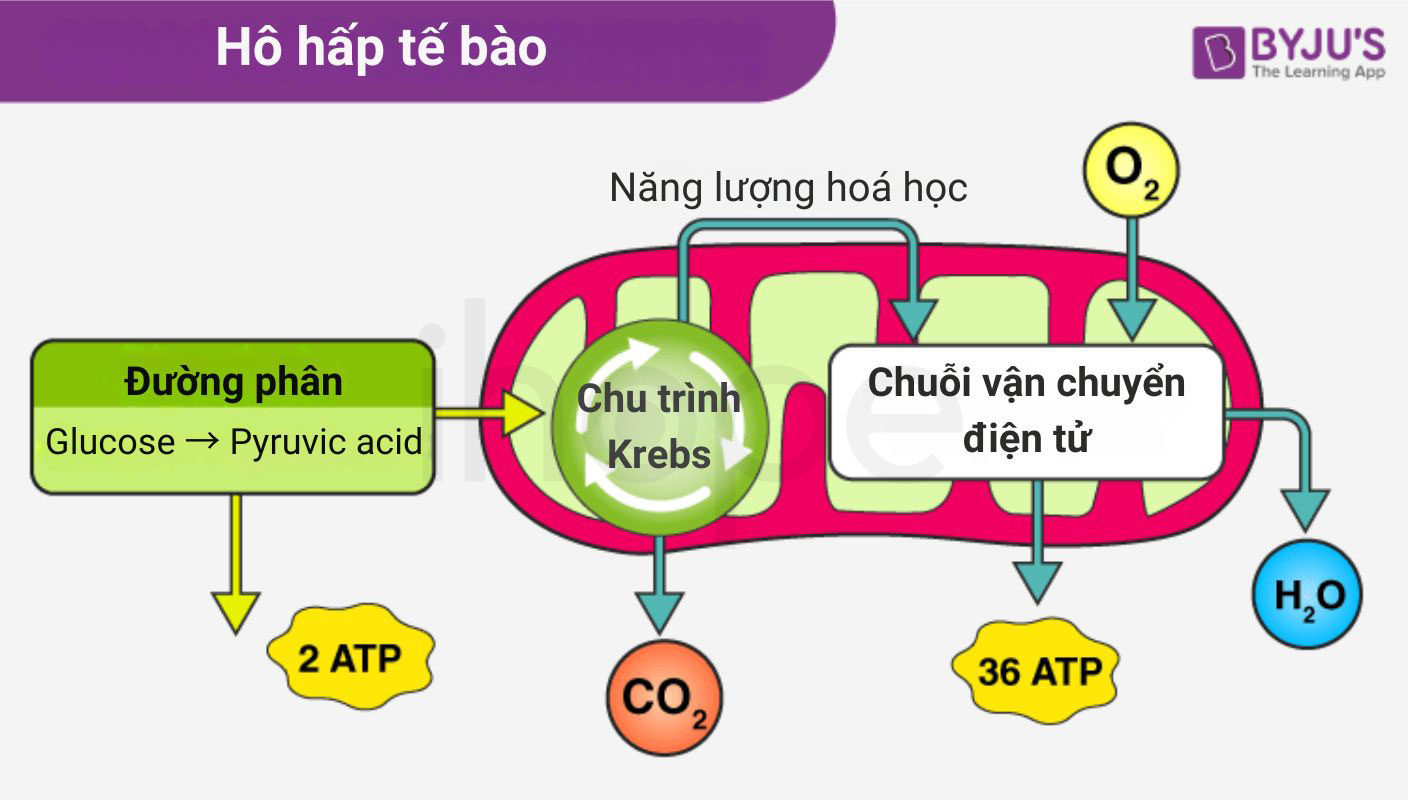 Ho hap te bao
