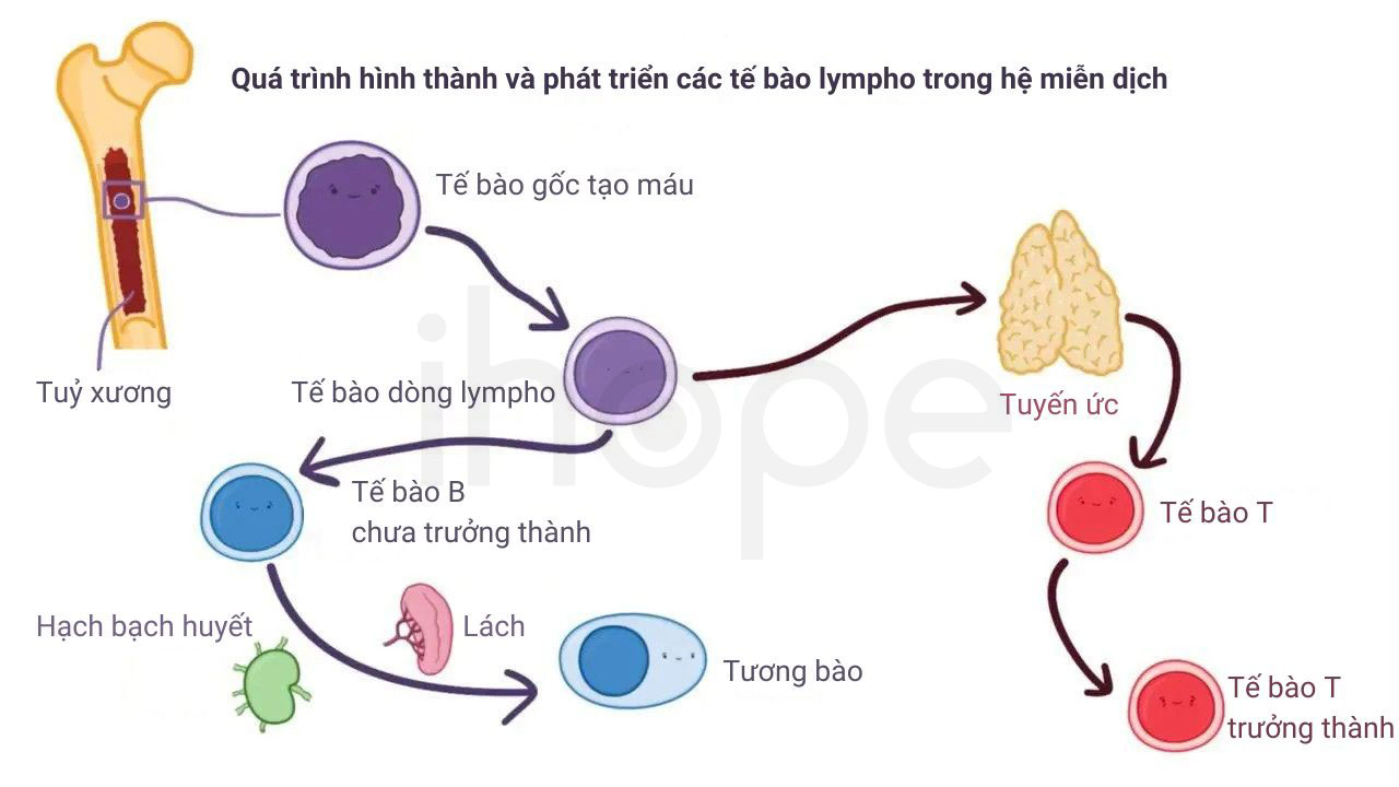 Qua trinh hinh thanh va phat trien cac te bao lympho